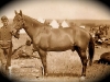 Custer Survivor