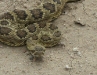 Rattler encounter!