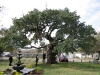 Filming Zachory Taylor's tree in Rockport, TX